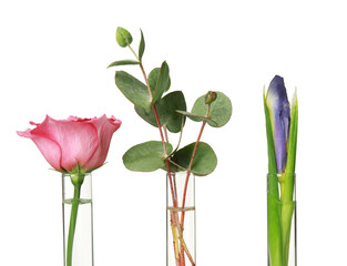 Obraz na płótnie Canvas Different plants in test tubes on white background