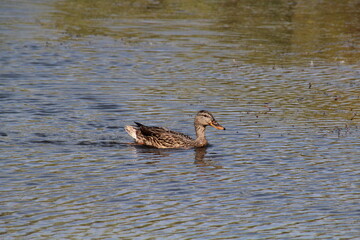 duck in the water, Pylypow Wetlands, Edmonton, Alberta