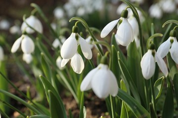 Beautiful white blooming snowdrops growing outdoors, closeup