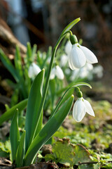 Fototapeta premium Beautiful white blooming snowdrops growing outdoors. Spring flowers