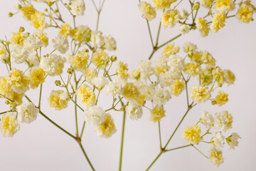 Obraz na płótnie Canvas Beautiful colorful gypsophila flowers on white background, closeup