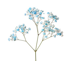 Beautiful colorful gypsophila flowers on white background