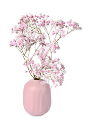 Beautiful gypsophila flowers in pink vase on white background