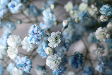 Beautiful dyed gypsophila flowers on light grey background, closeup