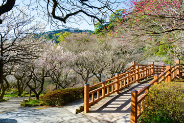 Fototapeta premium 静岡県熱海市 熱海梅園