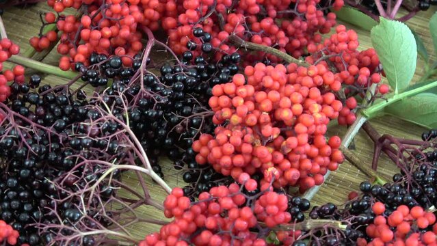 Red and black Elder Sambucus medical berries rotating on bamboo mat background