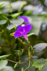 Ipomoea, blooming in the morning hours after sunrise, close-up...