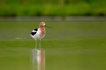 American Avocet low angle photo showing off breeding plumage