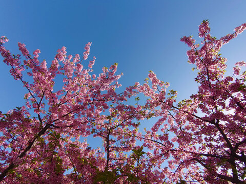 pink cherry blossom and clear sky / 満開の河津桜と青空（逆光で撮る早咲き桜）