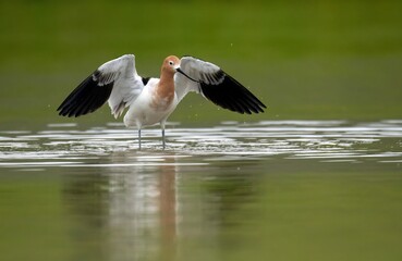 American avocet landing with wings spread over water