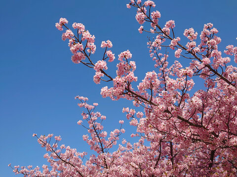 pink cherry blossom and clear sky / 満開の河津桜と青空（順光で撮る早咲き桜）