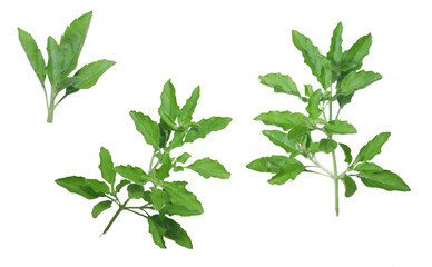 fresh herbs isolated on white