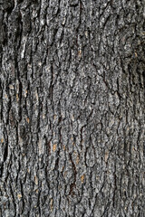 Obraz premium ヒマラヤスギ