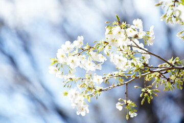 有栖川公園に咲く桜の花