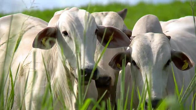 Close up shot of the heads of two white Nelore cows standing in the grass.
