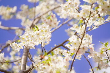 有栖川公園に咲く桜の花