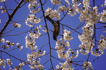 有栖川公園に咲く桜の花