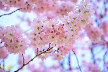 春めき桜