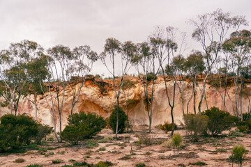 outback trees in the desert 
