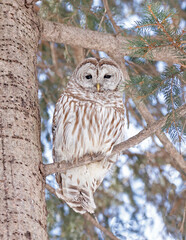 Barred Owl standing on a fir tree branch into the forest, Quebec, Canada