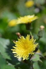yellow flower in the garden