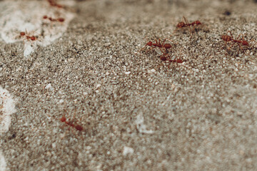 red ant on the sand