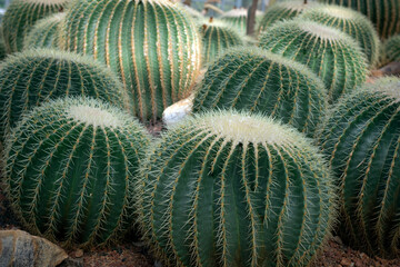 Group of cactus, cactus, desert plants used for interior decoration