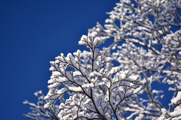 早春の雪と青空