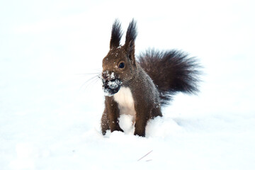 雪まみれのクルミをくわえるエゾリス