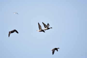 頭上を飛ぶコクガン