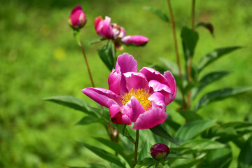 咲き始めたピンクのシャクナゲ