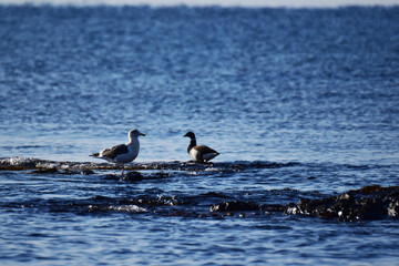 沖のコクガンとカモメ