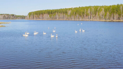 Russia, the Urals. Whooper swan on the open water of the pond. Latin name Cygnus cygnus. Spring, Aerial View