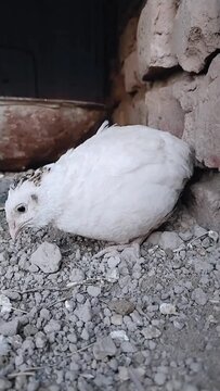White japanese quail (Coturnix japonica) coturnix-quail bird bater animal sufaid batair closeup video clip footages 