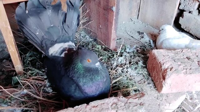 Indian fantail pigeon fancy-pigeon bird animal domestic pigeons breed sitting in a nest on eggs  closeup video clip footages 