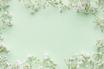 White gypsophila flowers or baby's breath flowers on green background.