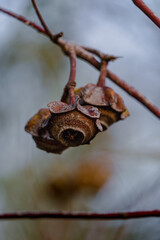 branch of a tree