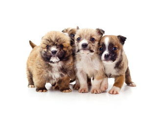 Group little puppies.