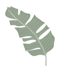 Tropical monstera leaf