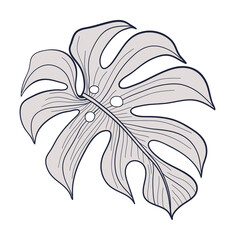 Tropical monstera leaf