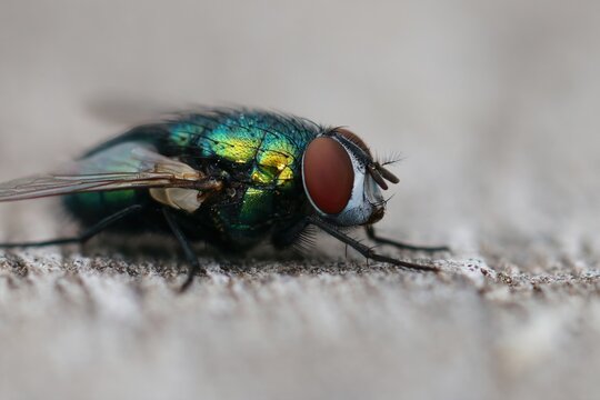 Closeup on a common green bottle fly, Lucilia sericata, sitting on wood in the garden