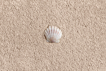 Minimalist aesthetic hot summer vacation concept, sea shell on neutral beige beach sand background