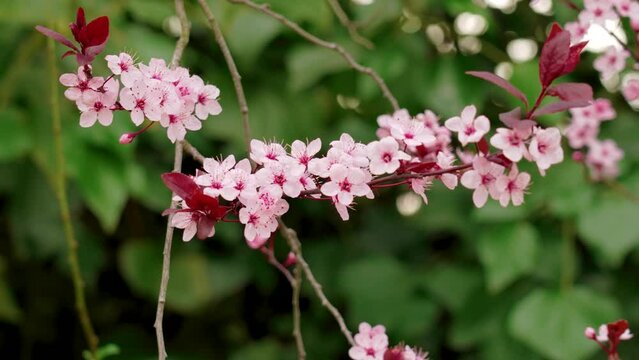 Pink flowers of cherry plum tree. Prunus cerasifera