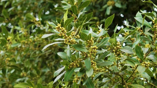 Flowering bay tree (Laurus nobilis) with seeds close up