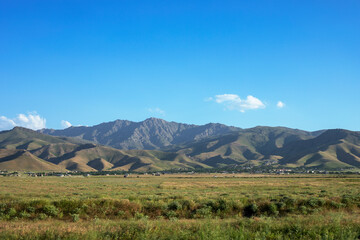 Vegetation in the hot climate of the steppe