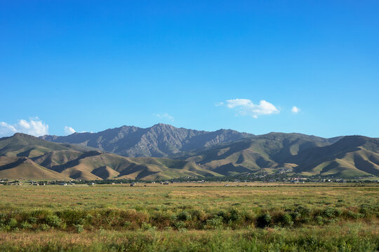 Vegetation in the hot climate of the steppe