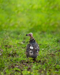 red headed vulture or sarcogyps calvus or Asian king or Indian black vulture in natural monsoon green background at Bandhavgarh National Park or Reserve Madhya pradesh india