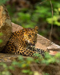wild female leopard flora or panther or panthera pardus fusca closeup resting on big rock in natural monsoon green background and eye contact in safari at jhalana forest reserve jaipur rajasthan india