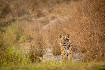 wild adult bengal male tiger or panthera tigris tigris head on with eye contact on territory marking in evening safari bandhavgarh national park forest tiger reserve umaria madhya pradesh india asia