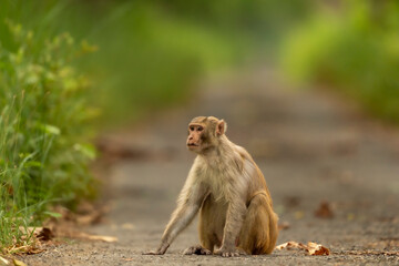 Rhesus macaque or Macaca monkey with expression blocking road or track at chuka ecotourism safari or pilibhit national park terai forest reserve uttar pradesh india asia